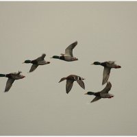 *** :: Aleksandr Gal