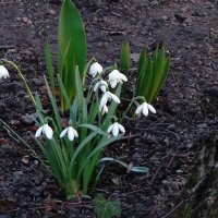 Подснежники и Белоцветник :: Рита Симонова Подснежники и Белоцветник :: Рита Симонова