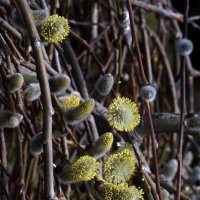 верба 27 марта :: Михаил Бибичков