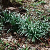 Подснежники  отцветают :: Рита Симонова