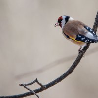 Щегол. :: Владимир Безбородов