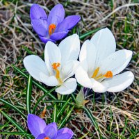 Одни из первых :: Alexandеr P