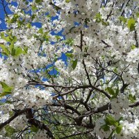 В месяце мае :: Елена Семигина В месяце мае :: Елена Семигина