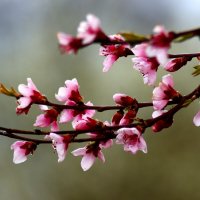 Доброе утро :: Юрий. Шмаков