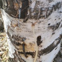 Берёзовый сок.... :: Murat Bukaev 