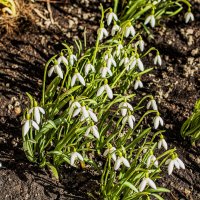 Стали птицы громче петь и расцвёл ...... :: Петр Беляков