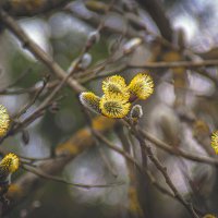 Проявления весны :: Владимир Кроливец Проявления весны :: Владимир Кроливец