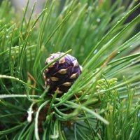 Шишка :: Виктор Фоменко