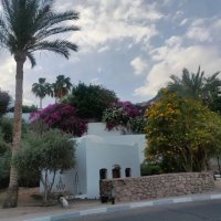 Египет. Шарм-эль-Шейх :: Ирэн 