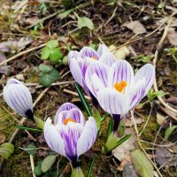 Крокус крупноцветковый :: Сергей Кочнев