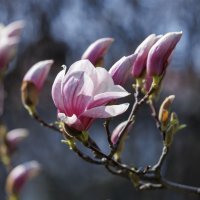 Магнолия :: Светлана Тихонина Магнолия :: Светлана Тихонина