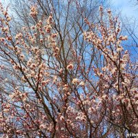 Весна на ростовских улицах :: Нина Бутко