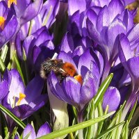 весна :: ИННА ПОРОХОВА