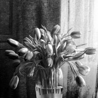 Желтые тюльпаны. :: Николай 