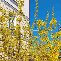 Форзиция зацвела :: Галина Бобкина