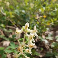 Цветок интересно очень :: Вячеслав Коломойцев