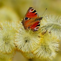 из снятого сегодня 10 :: Александр Прокудин