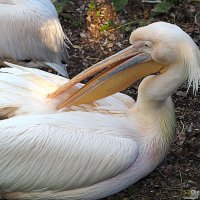 редкие птицы :: Олег Лукьянов