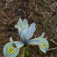 Мои первые цветы года :: Андрей Лукьянов