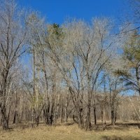 Апрель :: Андрей Хлопонин