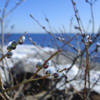 весна :: ВЛАДИМИР 