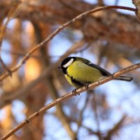 Птица синица :: Дмитрий Долганин