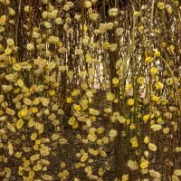 Верба :: Игорь Сикорский