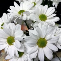 Цветы для бабули от внука :: Валерий Иванович