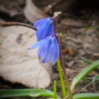 Вдвоем :: Мариша Тим