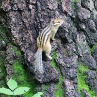 Бурундук на коре дерева :: Галина Козлова 