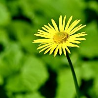 Весенние мотивы... :: Николай Саржанов