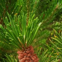 дачное воронежское :: Елена Шаламова дачное воронежское :: Елена Шаламова