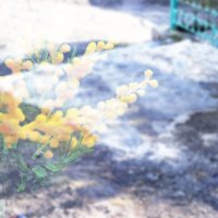 Цветы и снег :: Юрий Гайворонскiий Цветы и снег :: Юрий Гайворонскiий