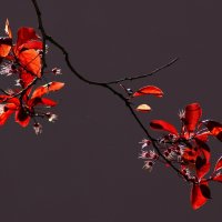 Доброе утро :: Юрий. Шмаков