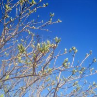 Весеннее небо :: Елена Семигина