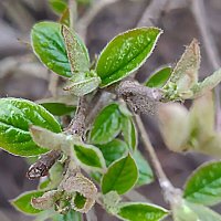 Весенние :: Елена Семигина