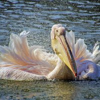 ******* :: Андроник Александр 