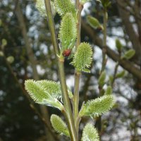 Вербочка! :: Надежда 