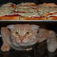 Двухслойная милота. :: Татьяна Бравая