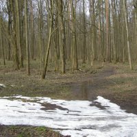 Ранняя весна 4 :: Анна Воробьева