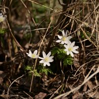 Среди прошлогодней листвы :: Владислав Левашов