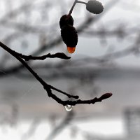 Горькие слёзы :: Марина 