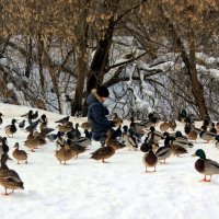 кормление уток :: Сергей Кочнев кормление уток :: Сергей Кочнев