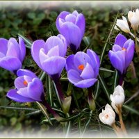 Крокусы цветут ... :: Валентина Надсон