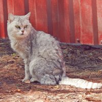 Красотка :: Леонид leo