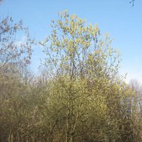 Весна пришла! :: Дмитрий Никитин