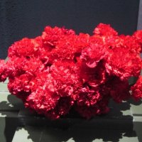 Букет пылающих гвоздик :: Дмитрий Никитин