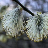 Капельки на вербе :: Мария Яковлева