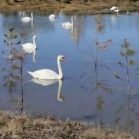 Лебединая песня :: Георгиевич 