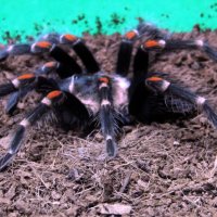 Паук-птицеед. :: nadyasilyuk Вознюк